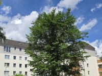 Gepflegte 2 Zimmerwohnung mit Balkon in Berlin - Reinickendorf